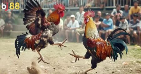 Đá gà cựa tròn BJ88