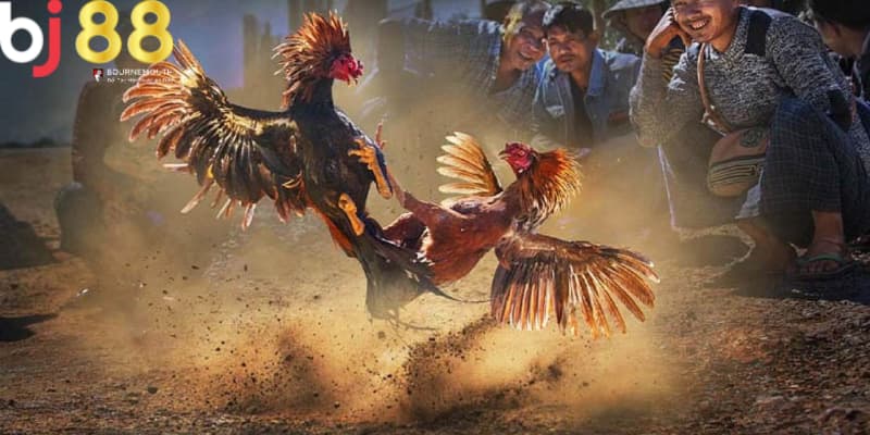 đá gà đen là gì Đá gà đen được hiểu là gì