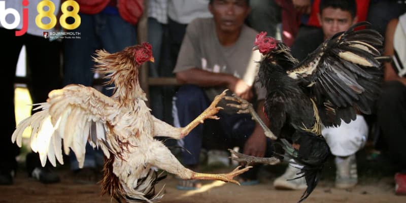 đá gà đen là gì Đặc điểm nổi bật sẵn có của giống gà