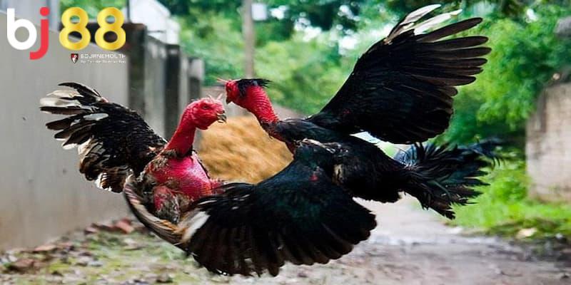 đá gà đòn là gì Một vài giống gà được chọn để huấn luyện