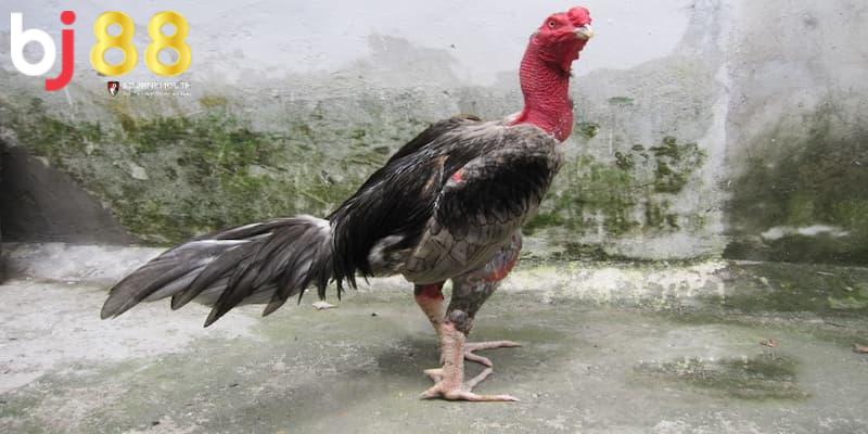 đá gà đòn là gì Cho gà chạy lồng để huấn luyện