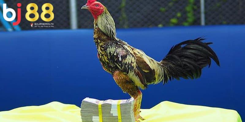 đá gà đòn là gì Bổ sung dinh dưỡng hợp lý khi huấn luyện