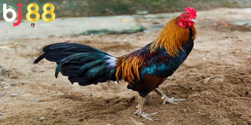 đá gà đòn là gì Địa điểm thưởng thức đấu gà đòn uy tín