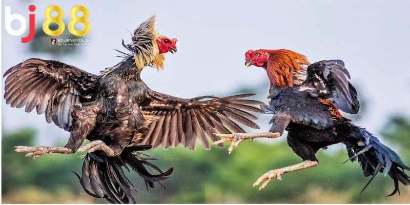 đá gà đòn là gì Giải thích cơ bản về đá gà đòn là gì?