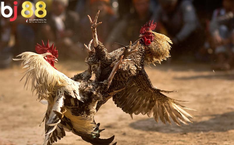 đá gà hàng xáo là gì đá gà hàng xáo là gì