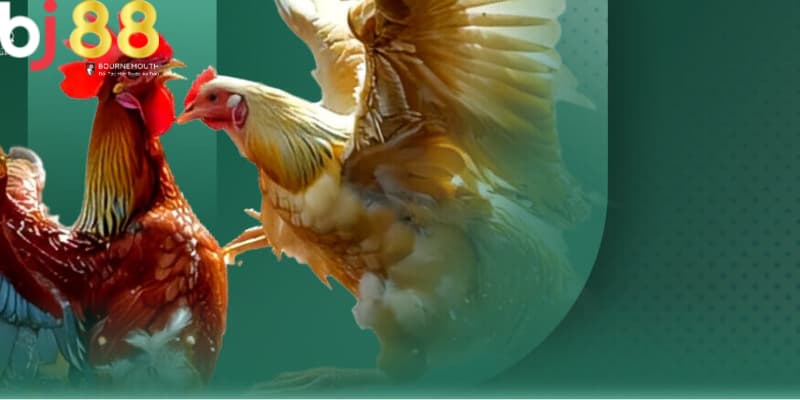 đá gà mạng là gì Đá gà mạng là thế nào gì - được hiểu ra sao
