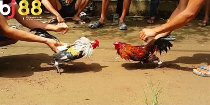 đá gà mạng là gì Lịch sử hình thành và phát triển của đá gà mạng