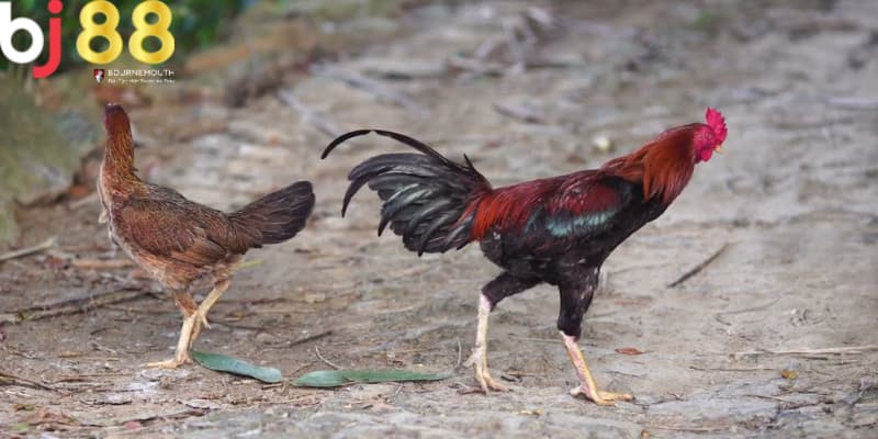đá gà mạng là gì Giới thiệu đá gà mạng Bj88