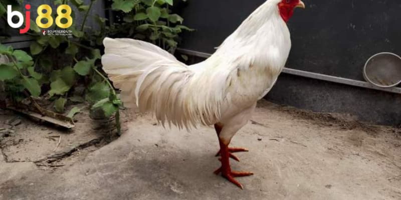 gà bướm đá ngày nào tốt nhất gà bướm đá ngày nào tốt nhất