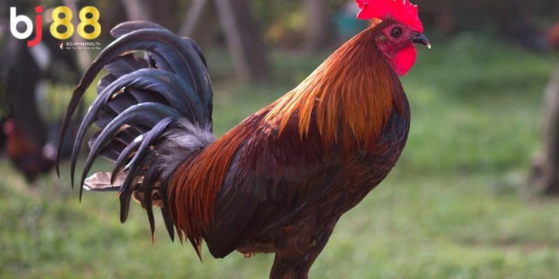 gà bướm đá ngày nào tốt nhất gà bướm đá ngày nào tốt nhất
