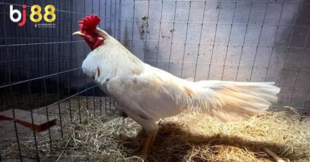 ga buom da ngay nao tot nhat