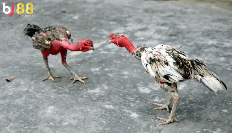 gà cắt tai bao lâu thì đá được gà cắt tai bao lâu thì đá được