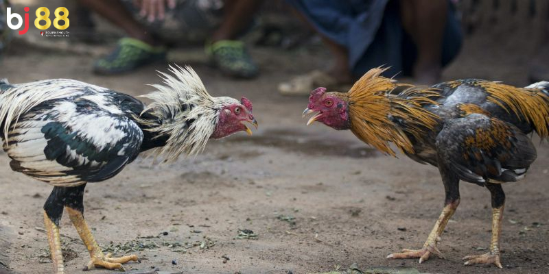gà cắt tai bao lâu thì đá được gà cắt tai bao lâu thì đá được