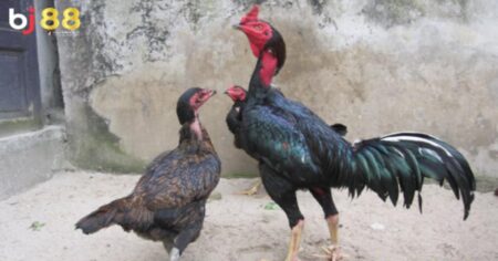 gà cắt tai bao lâu thì đá được