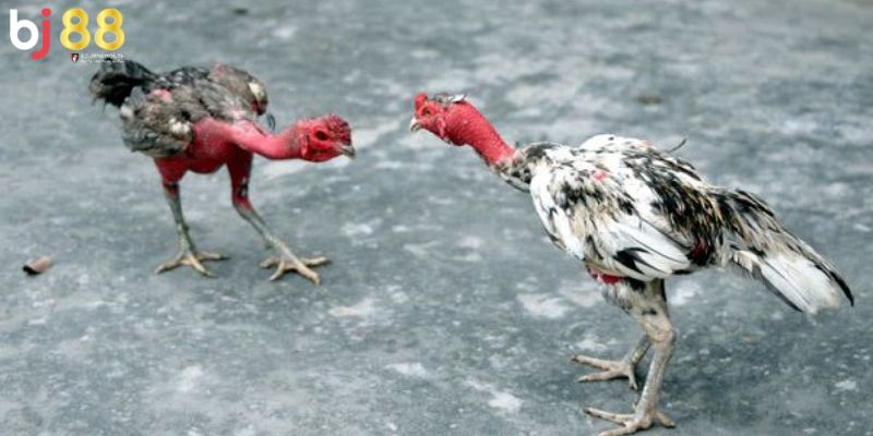 gà chọi mấy tháng thì vần được Gà chọi mấy tháng thì vần được