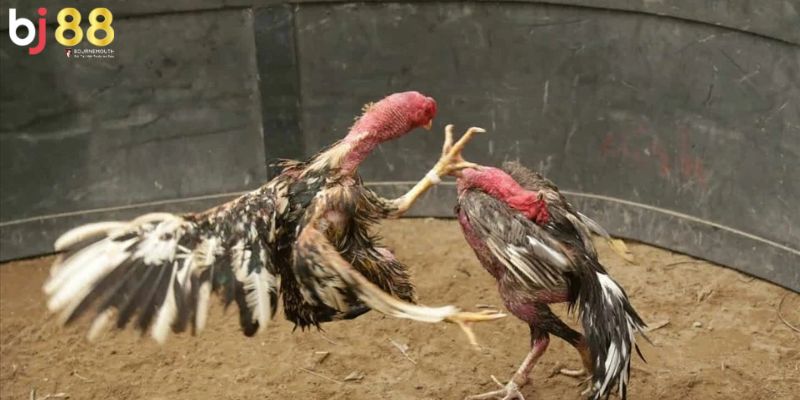 gà chọi mấy tháng thì vần được Khoảng thời gian 3 tháng đầu