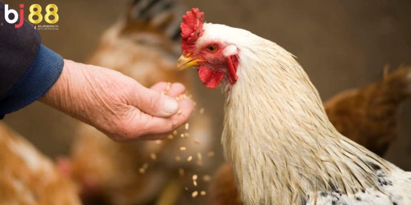 Gà chọi nên cho ăn mồi gì Gà chọi nên cho ăn mồi gì?