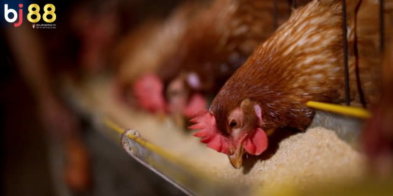 Gà chọi nên cho ăn mồi gì Chế độ ăn của gà theo giai đoạn