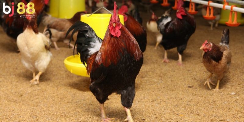 Gà chọi nên cho ăn mồi gì Lưu ý khi chăm gà để tăng cân, mạnh khỏe