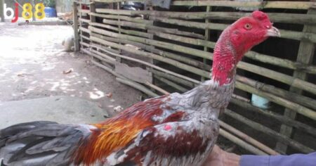 Gà chọi nên cho ăn mồi gì