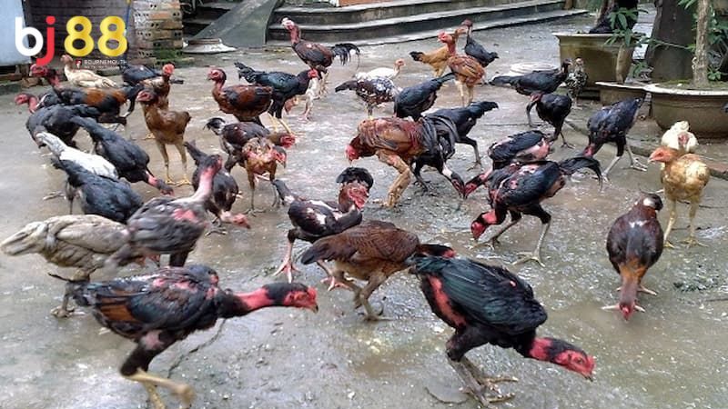Gà chọi nuôi bao lâu thì đá được Tìm hiểu gà chọi nuôi bao lâu thì đá được