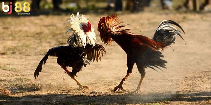 Gà chọi nuôi bao lâu thì đá được Gà chọi nuôi bao lâu thì đá được
