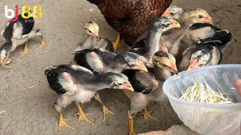 Cách cho gà ăn hiệu quả