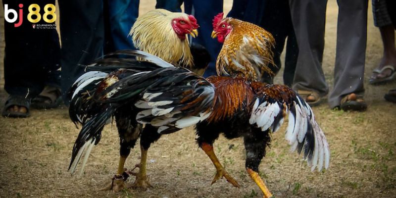 Gà chọi nuôi bao lâu thì đá được Cách chăm gà nhanh lớn