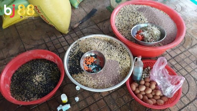 Gà chọi nuôi bao lâu thì đá được Các nhóm thực ăn cho gà chọi