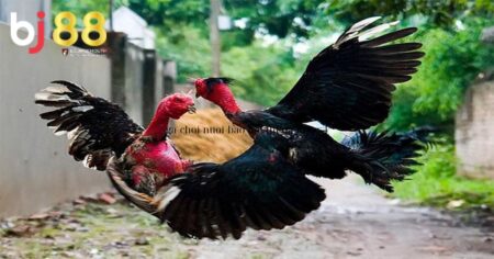 Gà chọi nuôi bao lâu thì đá được