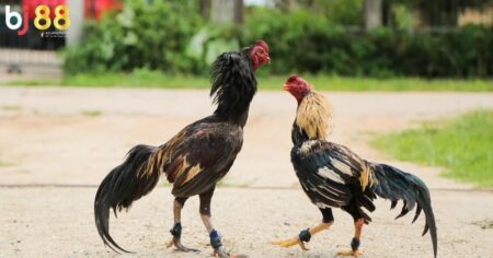 Gà chọi nuôi bao lâu thì đá được