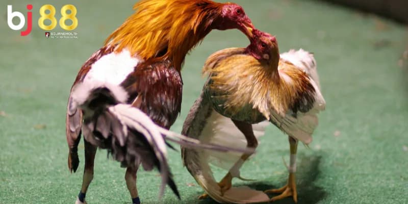 gà điều đá ngày nào tốt gà điều đá ngày nào tốt