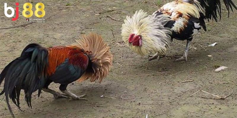 gà điều đá ngày nào tốt gà điều đá ngày nào tốt