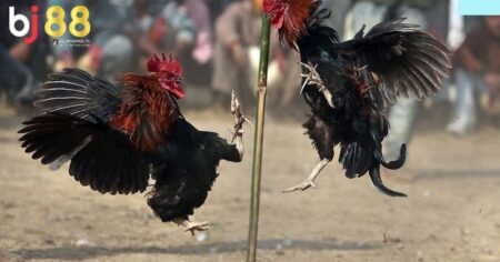 ga dieu da ngay nao tot