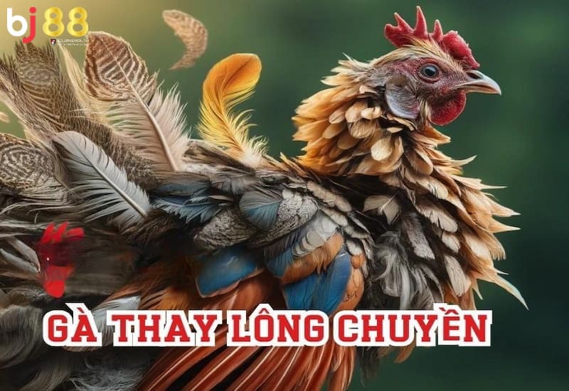 gà thay lông chuyền đá được không gà thay lông chuyền đá được không