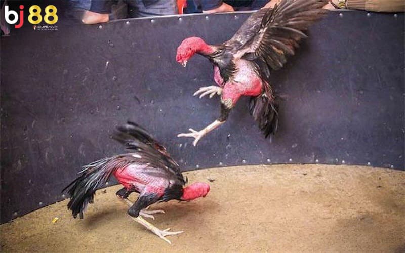 gà thay lông chuyền đá được không gà thay lông chuyền đá được không