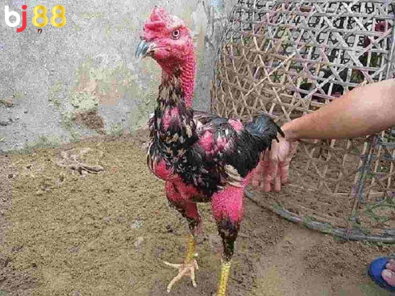 gà thay lông chuyền đá được không gà thay lông chuyền đá được không