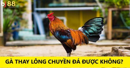 gà thay lông chuyền đá được không