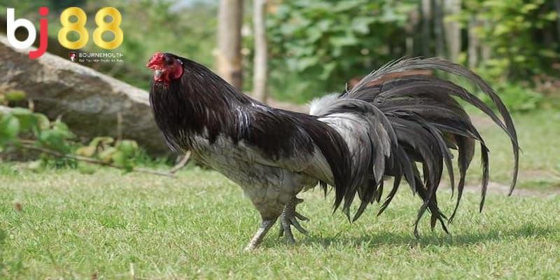 gà xám đá ngày nào tốt Yếu tố ngũ hành trong việc xem ngày