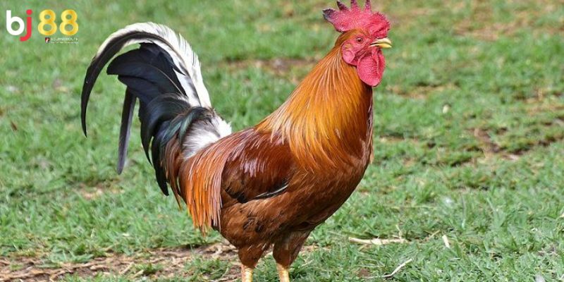 Kinh nghiệm chọn gà nòi đá Tăng tỷ lệ giành chiến thắng
