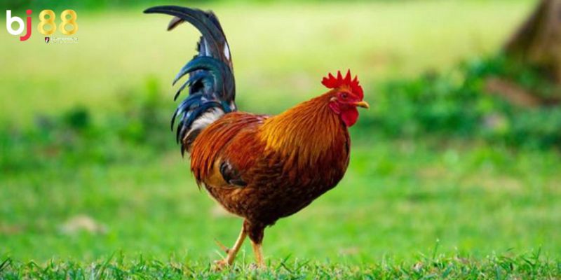 Kinh nghiệm chọn gà nòi đá Chia sẻ kinh nghiệm chọn gà nòi đá hiệu quả