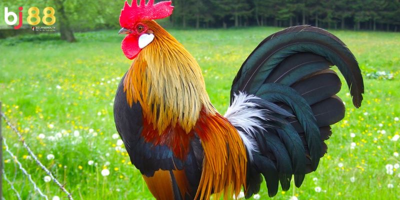 Kinh nghiệm chọn gà nòi đá Lựa gà thông qua hình dáng đuôi