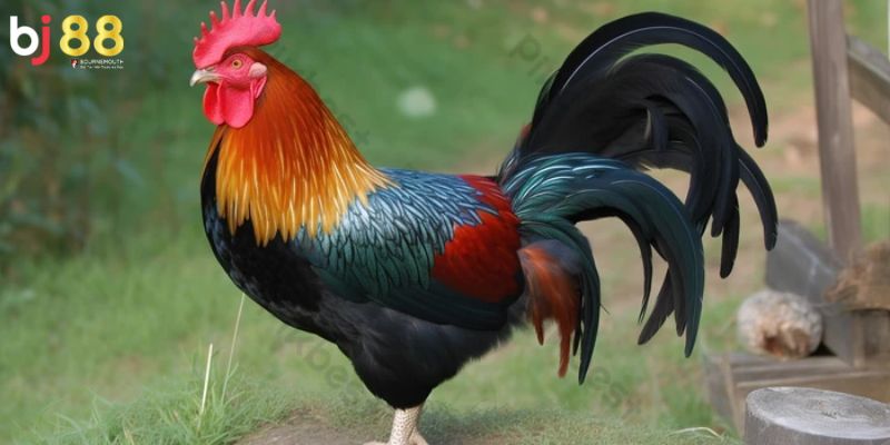 Kinh nghiệm chọn gà nòi đá Một số lưu ý cần nắm