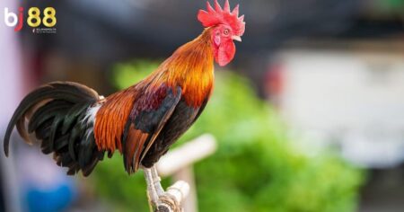 Kinh nghiệm chọn gà nòi đá