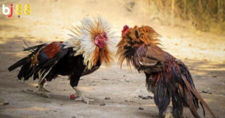 Kinh nghiệm đá gà online