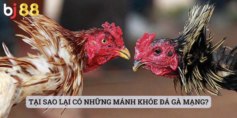 mánh khóe đá gà mạng Tại sao lại có những mánh khóe đá gà mạng?