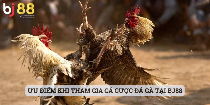 mánh khóe đá gà mạng Ưu điểm khi tham gia cá cược đá gà tại BJ88