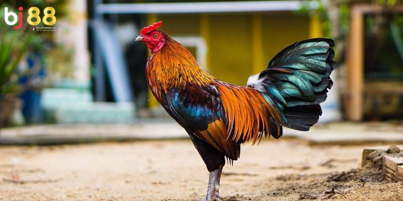 Màu mạng gà đá Màu mạng gà đá là gì?