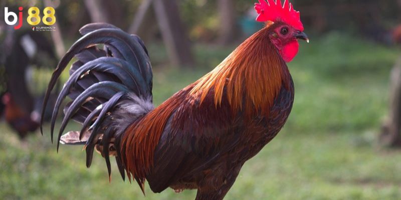 Màu mạng gà đá Một vài loại màu mạng gà đá hiện nay