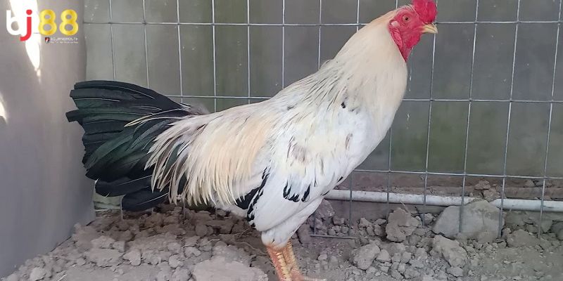 Màu mạng gà đá Màu mạng gà trắng - Kim